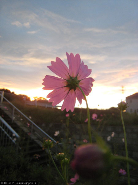 Fleurs Cosmos au Japon